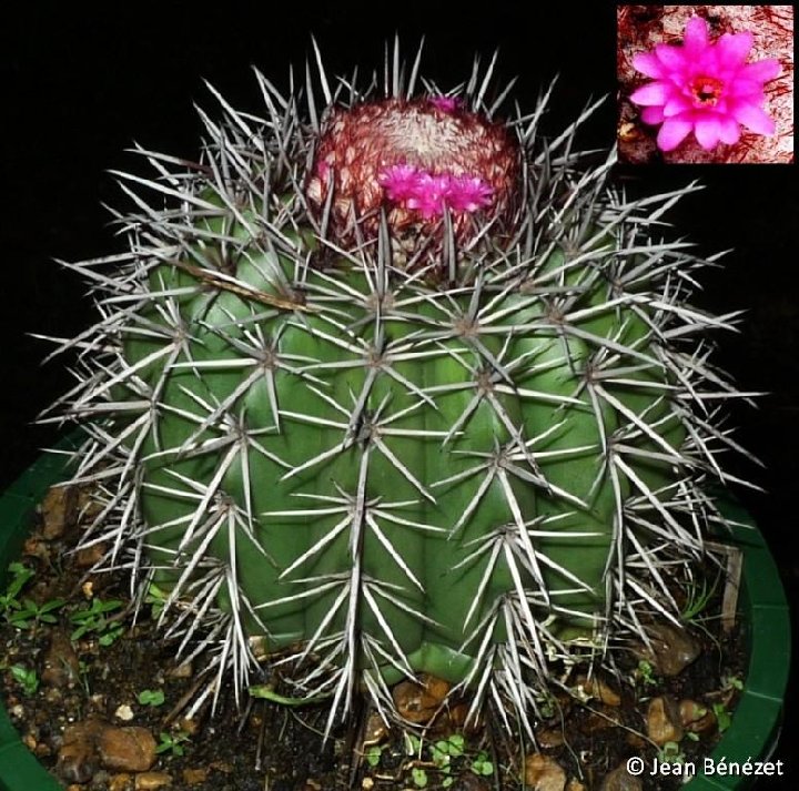 Melocactus conoideus HU183 (conquistaensis) Vitoria da Conquista, Bahia, Brazil ©Jean Bénézet